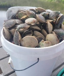 Scalloping adventure in Florida's Gulf waters